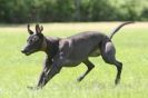 Image 59 in LURCHERS AT BURGHLEY 30 MAY 2010