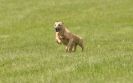 Image 6 in LURCHERS AT BURGHLEY 30 MAY 2010