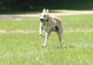 Image 60 in LURCHERS AT BURGHLEY 30 MAY 2010