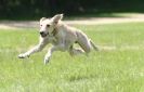 Image 61 in LURCHERS AT BURGHLEY 30 MAY 2010