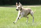 Image 62 in LURCHERS AT BURGHLEY 30 MAY 2010