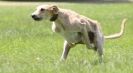 Image 63 in LURCHERS AT BURGHLEY 30 MAY 2010