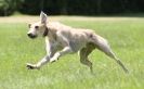 Image 64 in LURCHERS AT BURGHLEY 30 MAY 2010