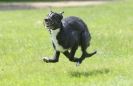 Image 65 in LURCHERS AT BURGHLEY 30 MAY 2010