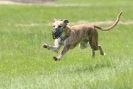 Image 66 in LURCHERS AT BURGHLEY 30 MAY 2010