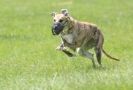 Image 67 in LURCHERS AT BURGHLEY 30 MAY 2010