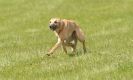 Image 7 in LURCHERS AT BURGHLEY 30 MAY 2010