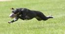 Image 8 in LURCHERS AT BURGHLEY 30 MAY 2010