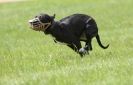 Image 9 in LURCHERS AT BURGHLEY 30 MAY 2010