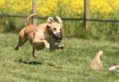 Image 33 in SUSSEX LONGDOGS 23 MAY 2010