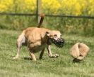 Image 34 in SUSSEX LONGDOGS 23 MAY 2010