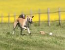 Image 40 in SUSSEX LONGDOGS 23 MAY 2010