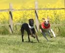 Image 44 in SUSSEX LONGDOGS 23 MAY 2010