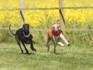 Image 45 in SUSSEX LONGDOGS 23 MAY 2010