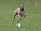 WHIPPET RACING AT NEWMARKET 25 APRIL 2010