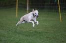 Image 10 in WHIPPET RACING AT NEWMARKET 25 APRIL 2010