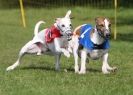 Image 11 in WHIPPET RACING AT NEWMARKET 25 APRIL 2010