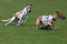 Image 13 in WHIPPET RACING AT NEWMARKET 25 APRIL 2010