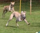 Image 14 in WHIPPET RACING AT NEWMARKET 25 APRIL 2010