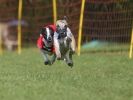 Image 15 in WHIPPET RACING AT NEWMARKET 25 APRIL 2010