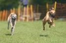 Image 16 in WHIPPET RACING AT NEWMARKET 25 APRIL 2010