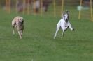 Image 17 in WHIPPET RACING AT NEWMARKET 25 APRIL 2010