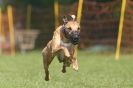 Image 19 in WHIPPET RACING AT NEWMARKET 25 APRIL 2010