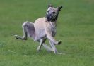 Image 2 in WHIPPET RACING AT NEWMARKET 25 APRIL 2010