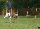 Image 21 in WHIPPET RACING AT NEWMARKET 25 APRIL 2010