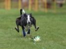 Image 22 in WHIPPET RACING AT NEWMARKET 25 APRIL 2010