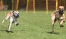 Image 23 in WHIPPET RACING AT NEWMARKET 25 APRIL 2010