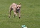 Image 24 in WHIPPET RACING AT NEWMARKET 25 APRIL 2010