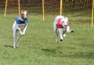 Image 26 in WHIPPET RACING AT NEWMARKET 25 APRIL 2010