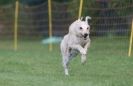 Image 27 in WHIPPET RACING AT NEWMARKET 25 APRIL 2010