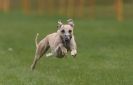 Image 29 in WHIPPET RACING AT NEWMARKET 25 APRIL 2010