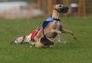 Image 3 in WHIPPET RACING AT NEWMARKET 25 APRIL 2010