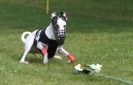 Image 31 in WHIPPET RACING AT NEWMARKET 25 APRIL 2010