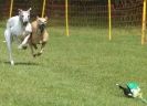 Image 32 in WHIPPET RACING AT NEWMARKET 25 APRIL 2010