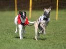 Image 33 in WHIPPET RACING AT NEWMARKET 25 APRIL 2010