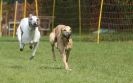 Image 34 in WHIPPET RACING AT NEWMARKET 25 APRIL 2010