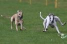 Image 35 in WHIPPET RACING AT NEWMARKET 25 APRIL 2010