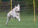 Image 36 in WHIPPET RACING AT NEWMARKET 25 APRIL 2010