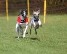 Image 37 in WHIPPET RACING AT NEWMARKET 25 APRIL 2010