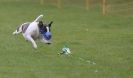 Image 39 in WHIPPET RACING AT NEWMARKET 25 APRIL 2010