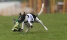 Image 4 in WHIPPET RACING AT NEWMARKET 25 APRIL 2010