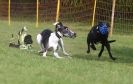 Image 40 in WHIPPET RACING AT NEWMARKET 25 APRIL 2010