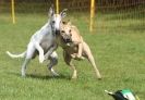 Image 41 in WHIPPET RACING AT NEWMARKET 25 APRIL 2010