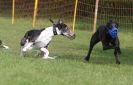 Image 42 in WHIPPET RACING AT NEWMARKET 25 APRIL 2010