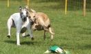 Image 44 in WHIPPET RACING AT NEWMARKET 25 APRIL 2010