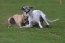 Image 45 in WHIPPET RACING AT NEWMARKET 25 APRIL 2010